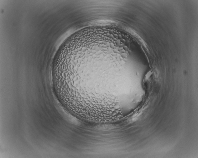X0000078261083200611101029