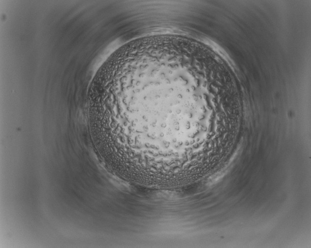 X0000078261097200611101029