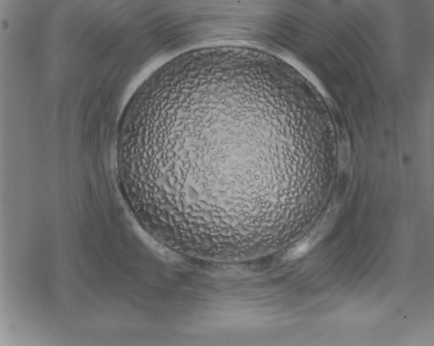 X0000078261101200611101029