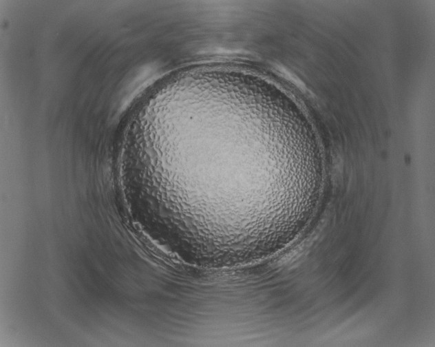X0000078261259200611101026