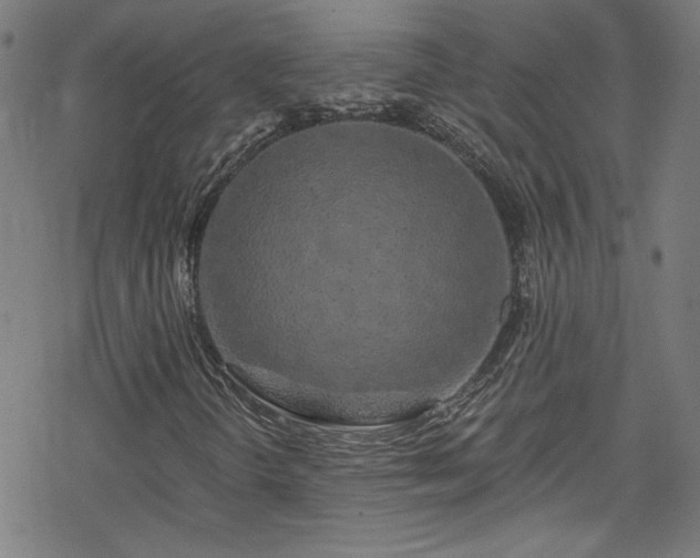 X0000078261298200611101025