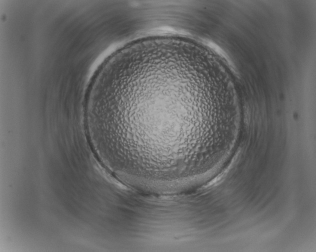 X0000078261326200611101025