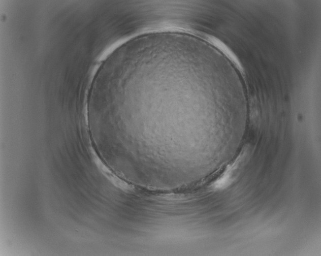 X0000078261388200611101024