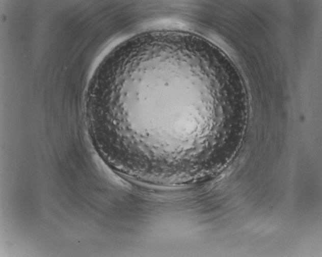 X0000078261392200611101024