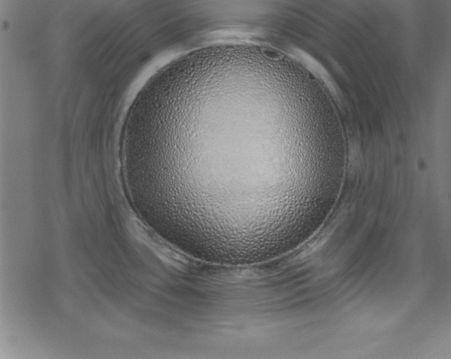 X0000078261435200611101024