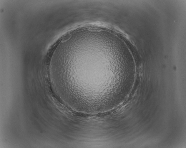 X0000078261496200611101022