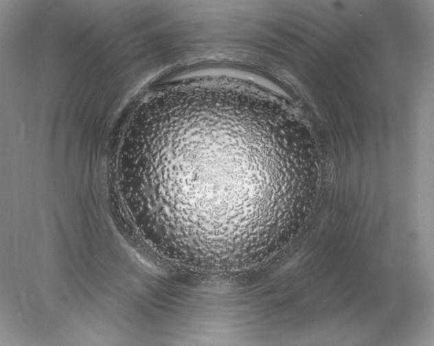X0000078260444200611172009