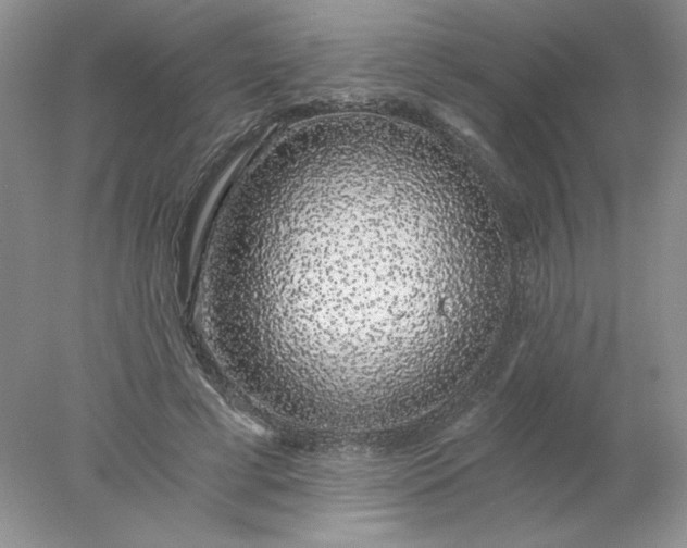 X0000078260593200611172007