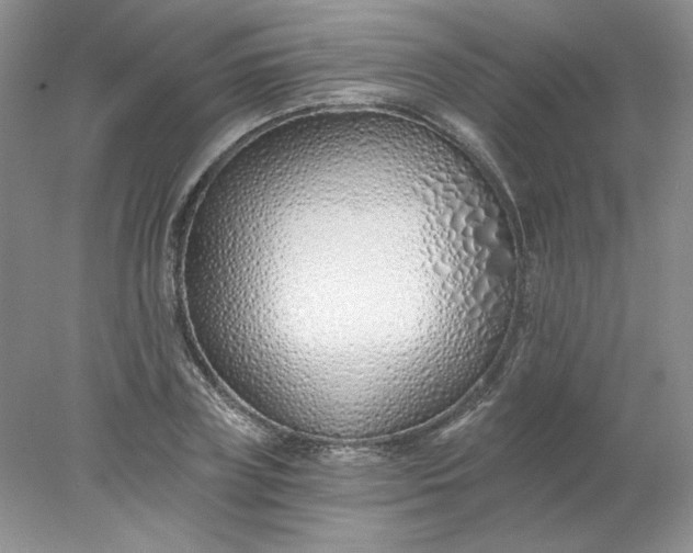 X0000078260835200611172002