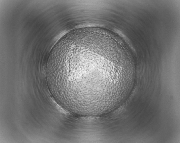 X0000078261185200611171957
