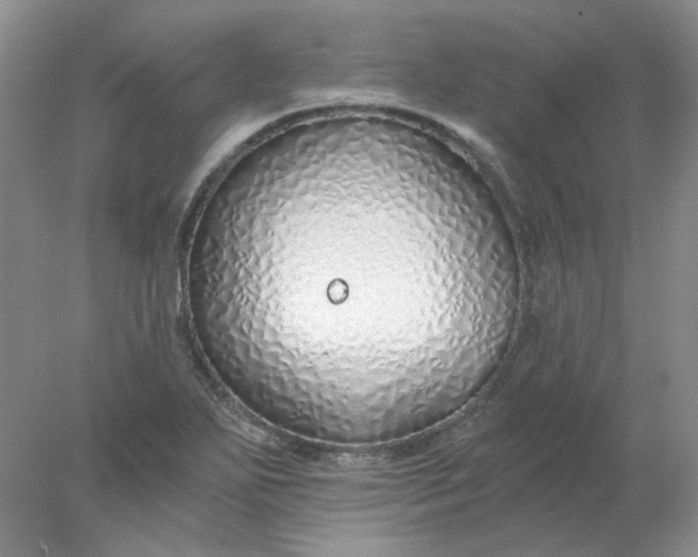 X0000078261271200611171955