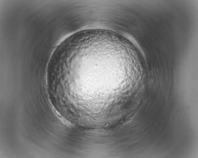 X0000078261388200611171953
