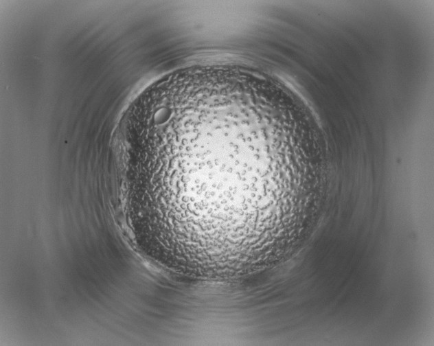 X0000078261481200611171952
