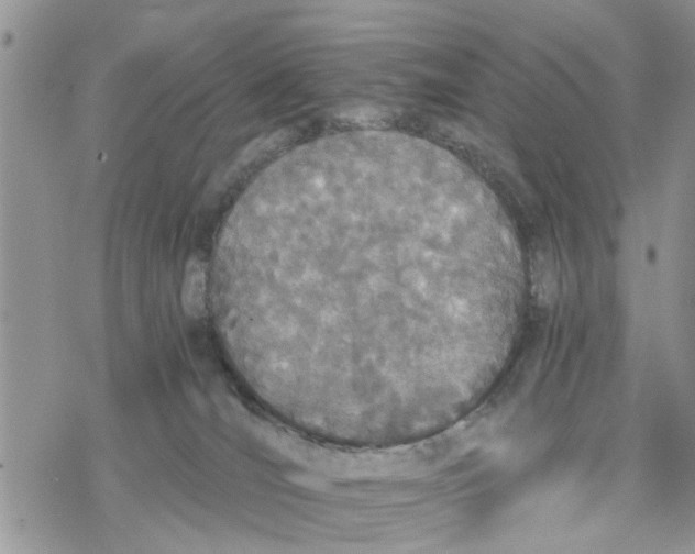 X0000078260036200611251339