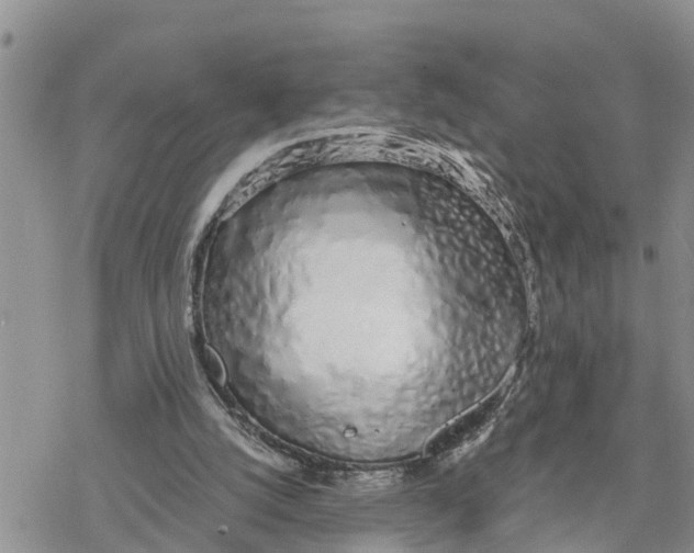 X0000078260056200611251339