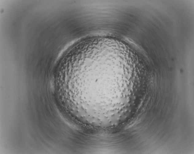 X0000078260064200611251339