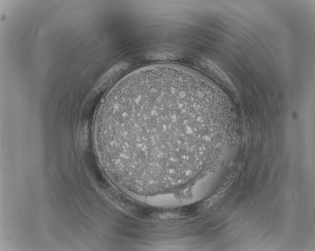 X0000078260163200611251337