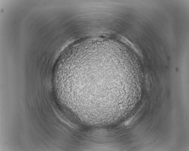 X0000078260203200611251337