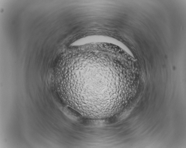 X0000078260233200611251336