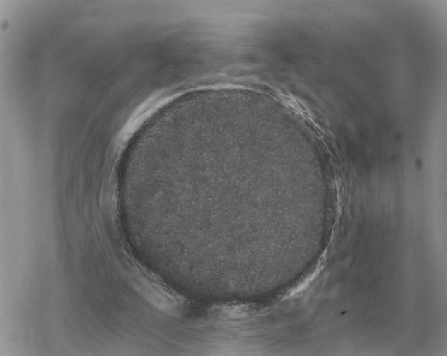 X0000078260295200611251335