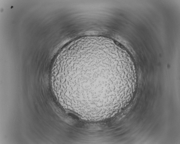 X0000078260297200611251335