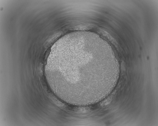 X0000078260305200611251335