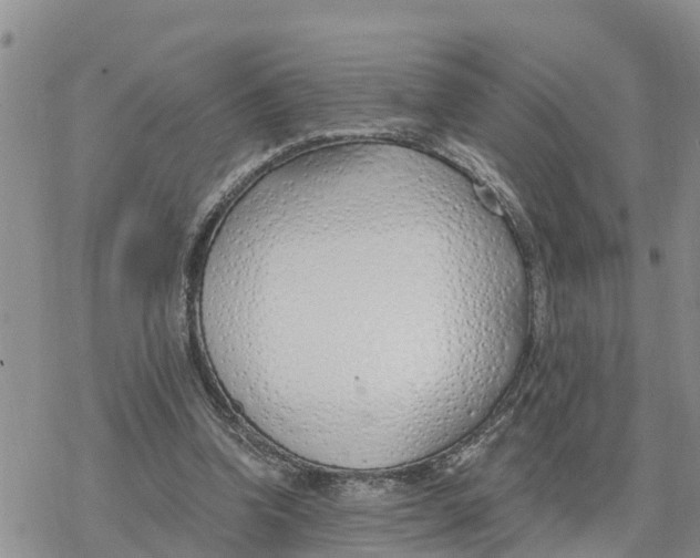 X0000078260346200611251334