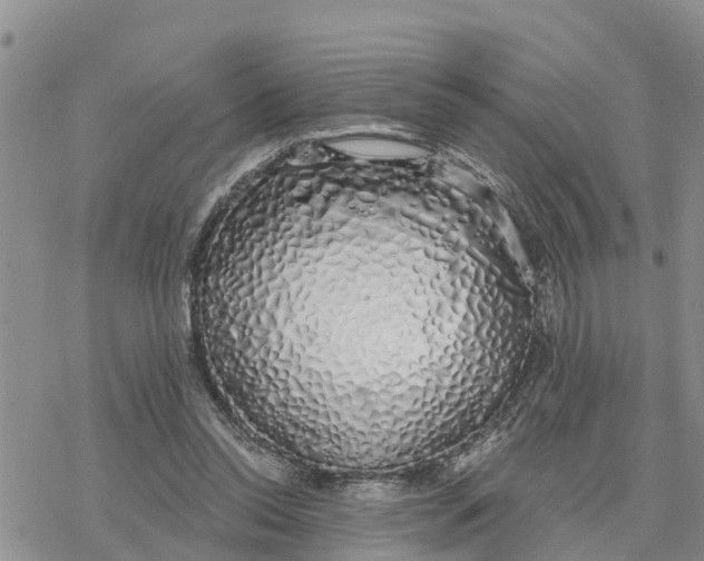 X0000078260350200611251334