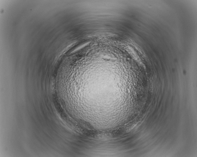 X0000078260356200611251334