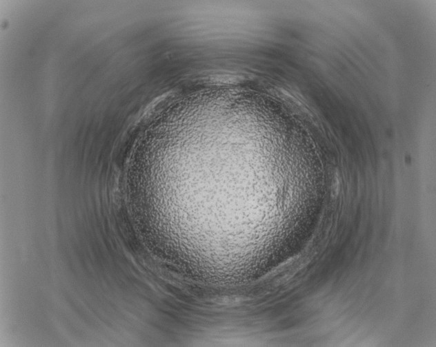 X0000078260360200611251334