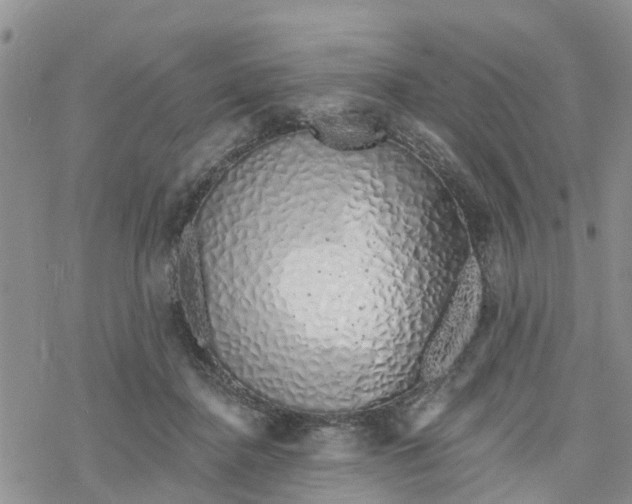 X0000078260364200611251334