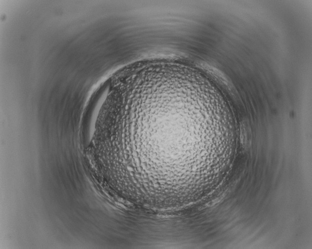 X0000078260388200611251334