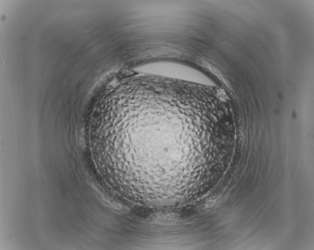 X0000078260403200611251333