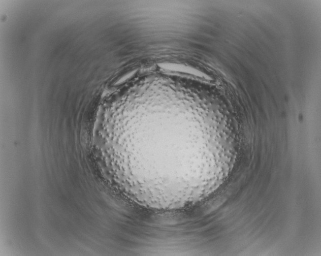 X0000078260417200611251333