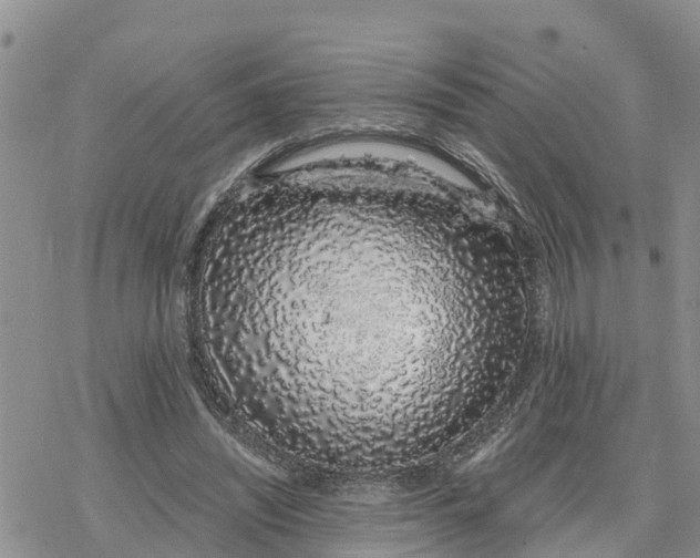 X0000078260444200611251332