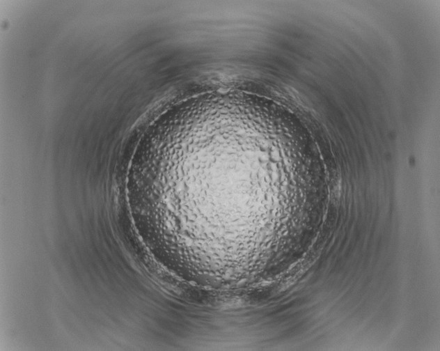 X0000078260456200611251333