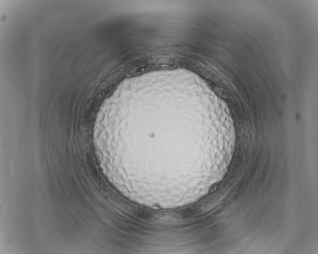 X0000078260557200611251331