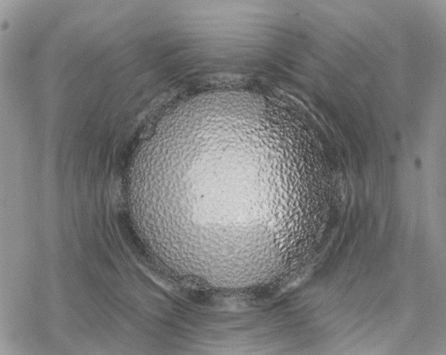 X0000078260564200611251331