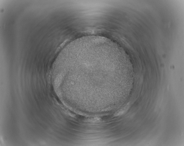 X0000078260576200611251331