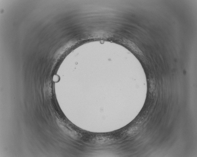 X0000078260632200611251329