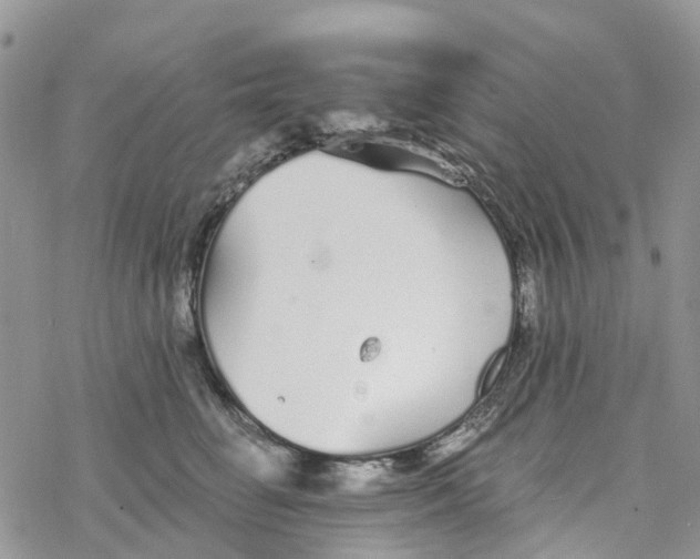 X0000078260662200611251330