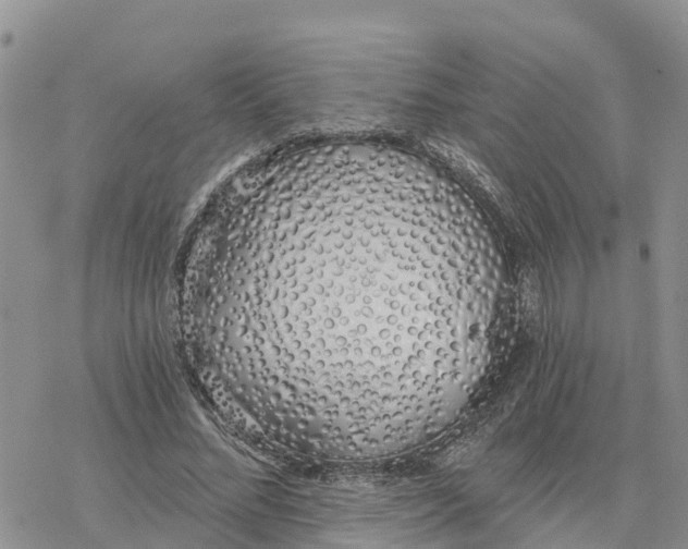 X0000078260684200611251329