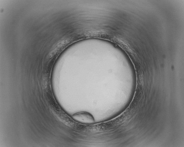 X0000078260687200611251329