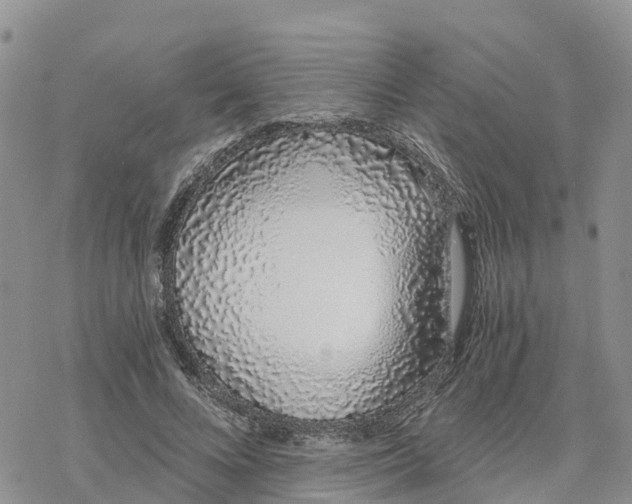 X0000078260688200611251329