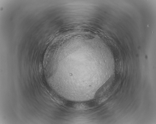 X0000078260704200611251329