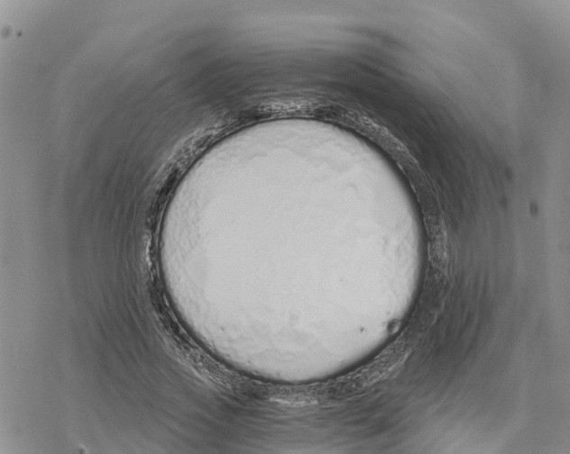 X0000078260733200611251328