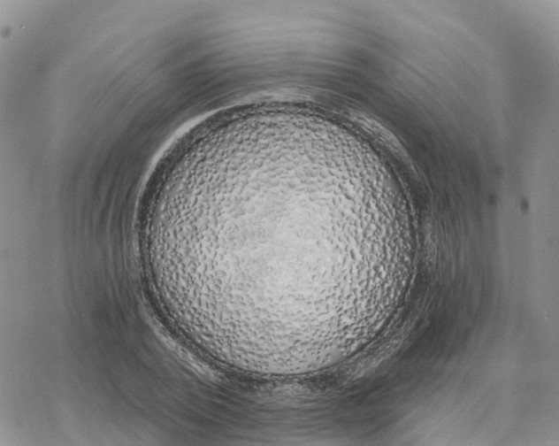 X0000078260784200611251327