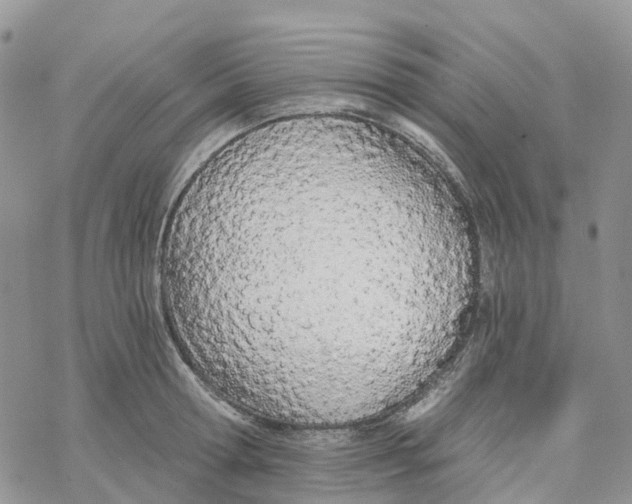 X0000078260802200611251327