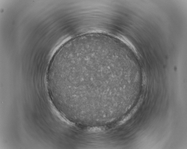 X0000078260806200611251327