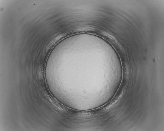 X0000078260833200611251326